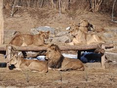 -北京野生动物园