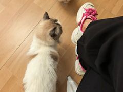 -唐小姐の私宠·宠物洗护美容·撸猫馆·购宠(周浦万达旗舰店)