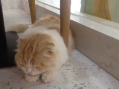 -喵园·猫主题咖啡厅·撸猫·猫咖(国贸店)