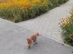 -芭比堂动物医院·犬猫全科·异宠专科(雁塔分院)