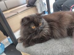 -喵园·猫主题咖啡厅·撸猫·猫咖(国贸店)