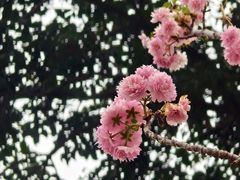 -天适樱花悠乐园