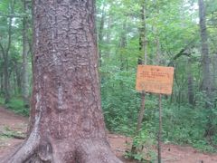 -五营红松林海景区