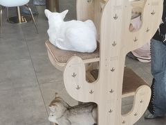 -飞行喵MR PILOT|猫舍·猫咖(静安大融城店)