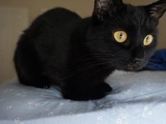 -米苏动物医院·犬猫专科·骨科外科内窥镜