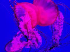 -多彩贵州城极地海洋世界