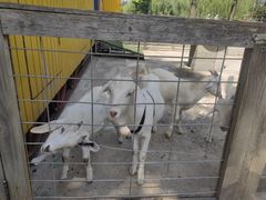 -前小桔亲子创意农场·草莓采摘·露营烧烤