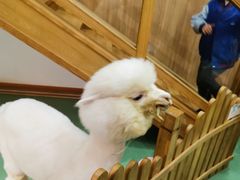 -藦茜花园宠物主题亲子互动体验馆(国顺东路店)