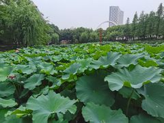 -陈家山荷花公园