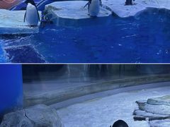 -上海海昌海洋公园
