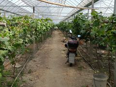 -马陆小张葡萄园农家乐