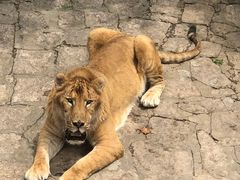 -西霞口神雕山野生动物世界