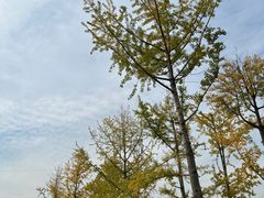 -汉长安城未央宫国家考古遗址公园