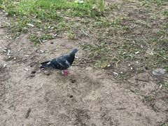 -大阪府警察本部