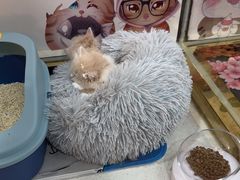 -糯米喵星人总部直营旗舰店·猫舍·幼猫出售
