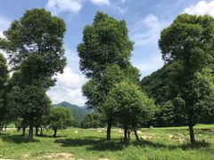 -关山草原