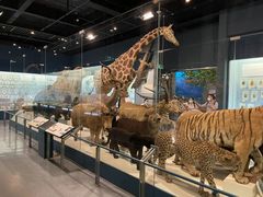 -浙江自然博物院(杭州馆)