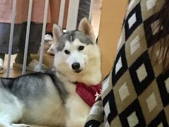 -Husky Go! 哈士奇体验馆·宠物咖啡厅狗咖