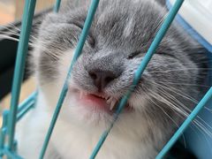 -喵zoo家庭繁育猫舍(尖东智能花园店)