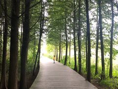 -溱湖国家湿地公园