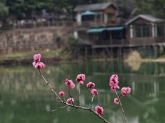 -张鸟园农家乐(张鸟园店)