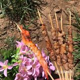 北京烤串必吃榜，来自呼伦贝尔大草原的羊肉串