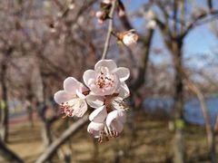 -大兴滨河森林公园