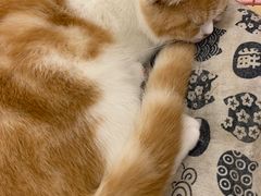 -Let's go狗咖·猫咖·奶狗·桌游(春熙路IFS店)