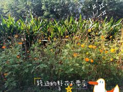 -亚龙湾国际玫瑰谷