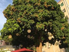 -泰堤坊(淡水体育馆店)