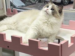 -青奢宠物·青奢猫舍