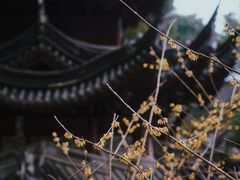 -韬光茶庵