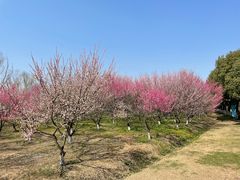 -南湖湿地公园