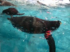 -帝企鹅自助餐厅•儿童岛•真企鹅(长隆企鹅酒店)