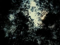 -铁山坪森林公园