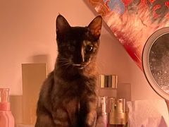 -美联众合动物医院(·中兽医·疑难杂症·严家桥分院)