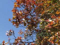 -北京西山国家森林公园