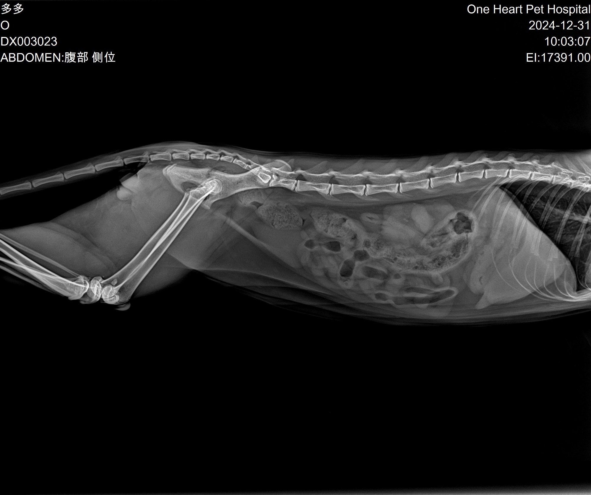 猫咪骨骼大揭秘