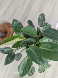 -HEYAN荷妍专业脱毛连锁机构