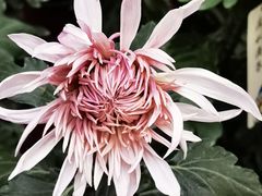 -国家植物园