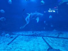 -烟台海昌鲸鲨海洋公园