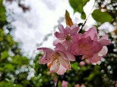 -上海滨江森林公园
