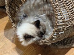 -藏猫猫咖啡主题馆(中央大道店)