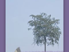 -大塘金香草谷
