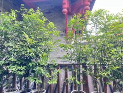 点击看大图 -爱弥儿月子中心(省医院店)