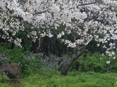 -苏州上方山国家森林公园