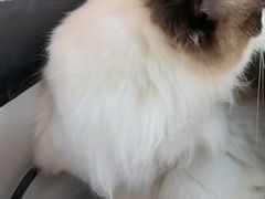 -艾贝尔宠物医院·24H转诊中心·肿瘤猫专科(江宁双龙店)