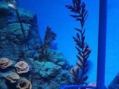 -上海海洋水族馆