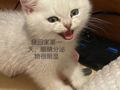 -艾贝尔宠物医院·24H转诊中心·肿瘤猫专科(江宁双龙店)