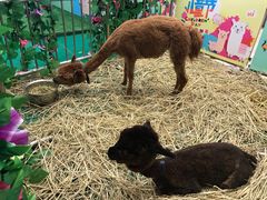 -芒果爆爆(东海缤纷店)